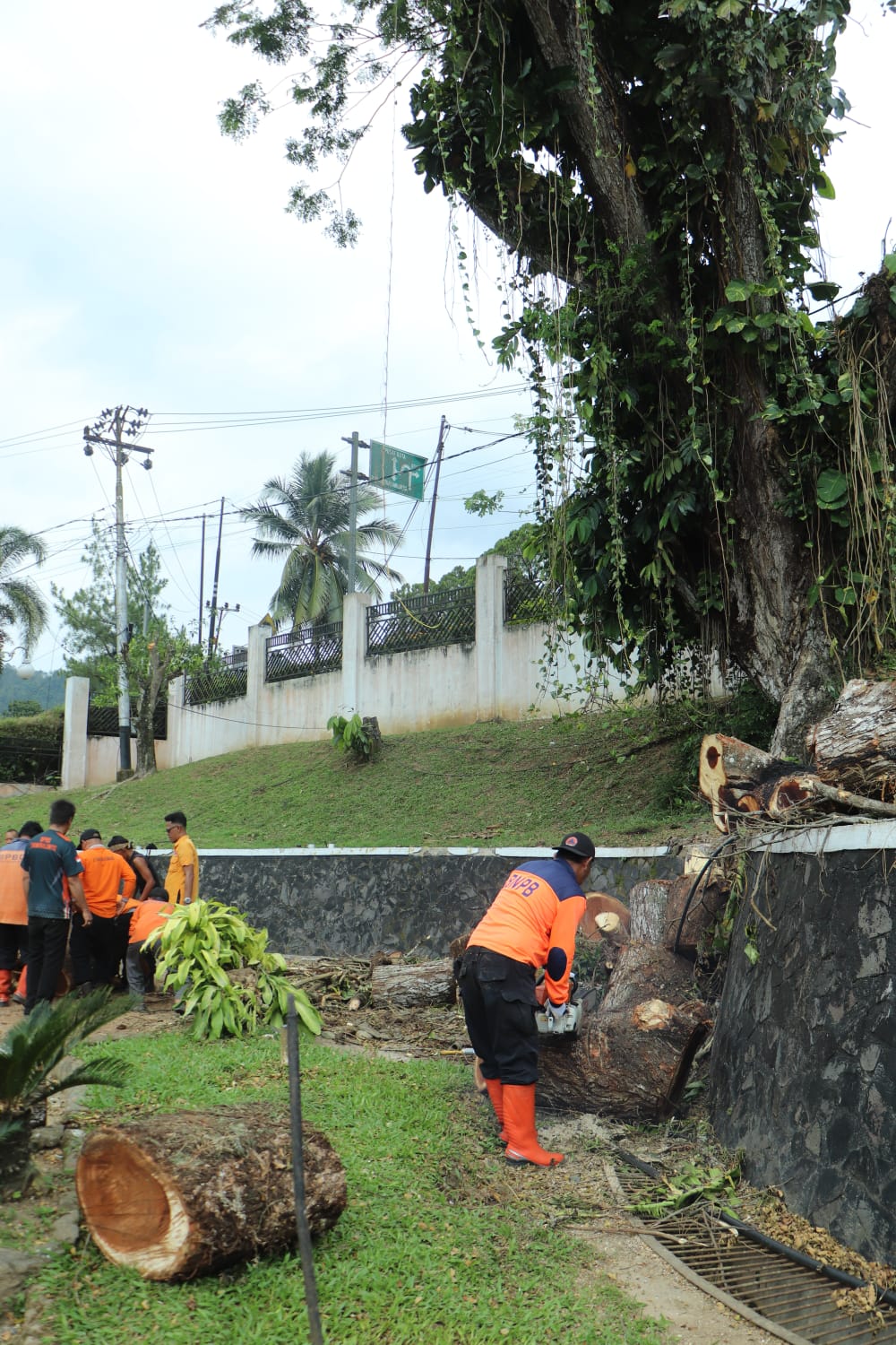 Penebangan Pohon Tua Di Kawasan Rumah Dinas Wali Kota untuk Jaga Keselamatan