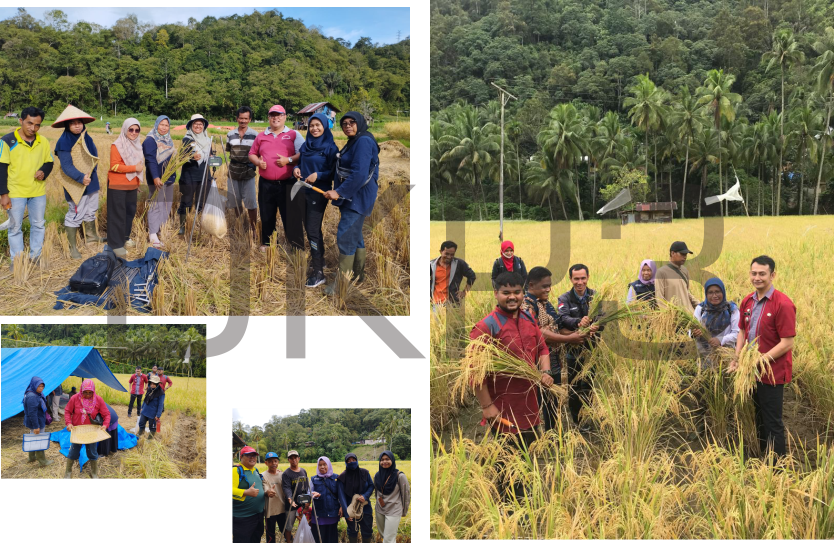 Panen Padi dan Pengambilan Ubinan