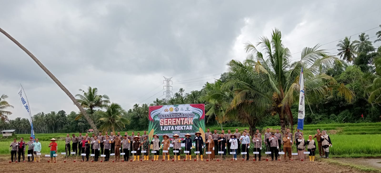 Penanaman serentak bibit jagung di lahan Kelompok Tani Talawi Mudiak