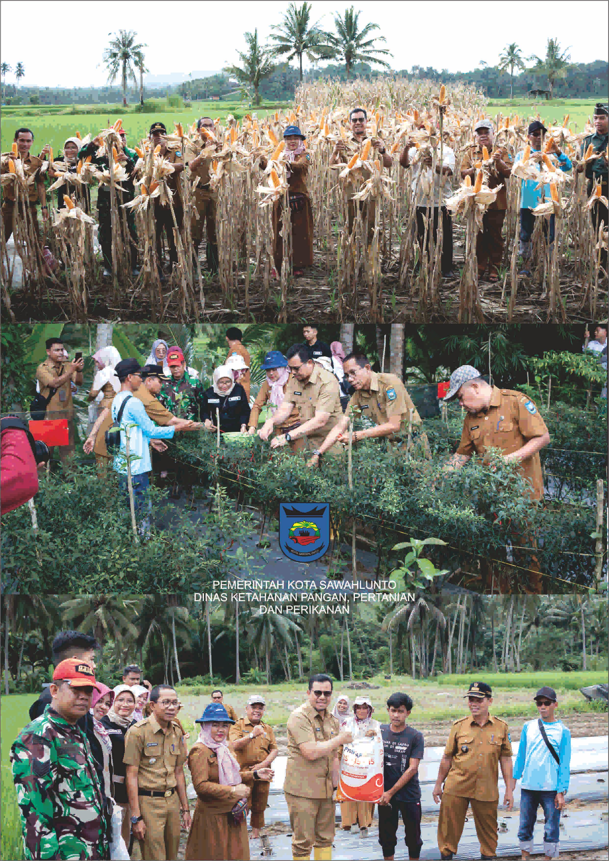 Panen Jagung dan Cabe serta penyerahan Pupuk dan Pestisida bersama Walikota.
