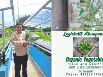 PANEN PERDANA LEGISLATIF AKUAPONIK SETWAN : TERBATAS LAHAN BUKAN HALANGAN