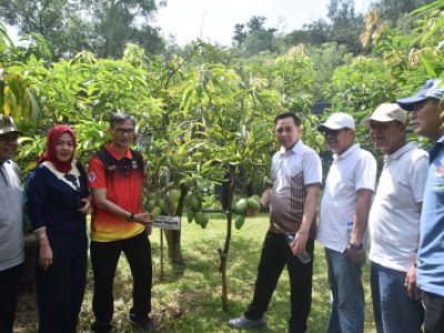 Penjabat (Pj) Wali Kota Sawahlunto Fauzan Hasan, S. STP, M. Si, bersama Penjabat Sekda Ezeddin Zain, SH, ME kunjungi  Kebun Buah Agroeduwisata Kandi