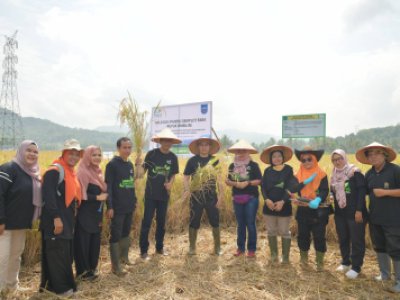 Panen demplot FABA dari PLTU Ombilin