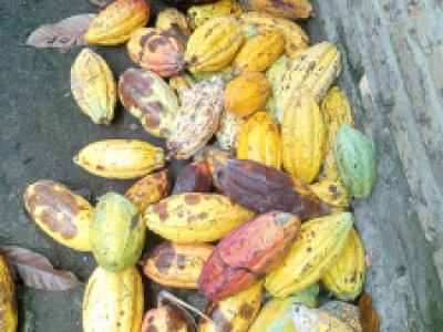 Buah Kakao