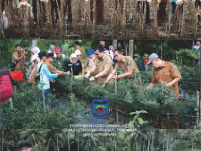 Panen Jagung dan Cabe serta penyerahan Pupuk dan Pestisida bersama Walikota.