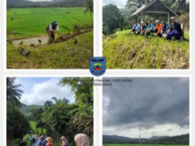 Agrowisata Sawah Baruah