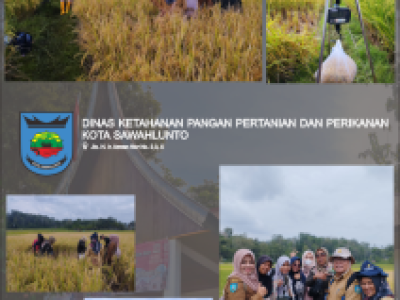 Pengambilan Ubinan Padi