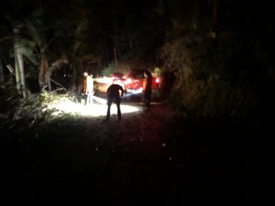 Pohon Tumbang Disebabka Oleh Angin puting beliung