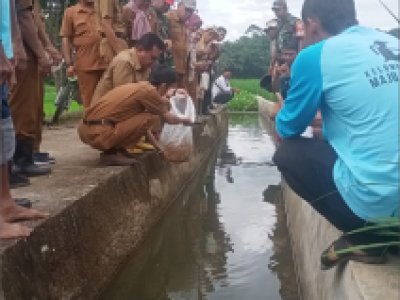 Penebaran benih ikan di Irigasi Kelompok Tani Maju Basamo