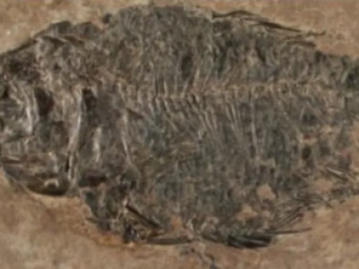 Geosite Fossil Ikan Gurami Yamini Sawahlunto Menarik Sebagai Destinasi Wisata Edukasi